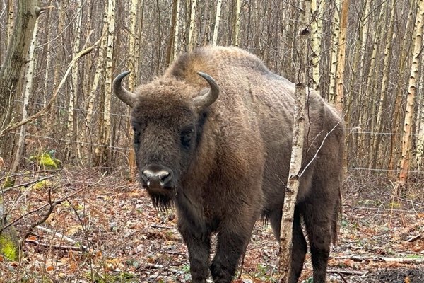 Bull